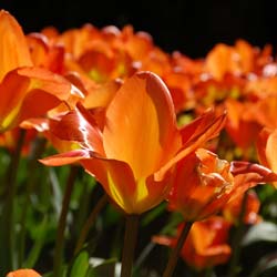 Tlipa fosteriana 'Orange Emperor'